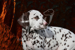 Dalmatian