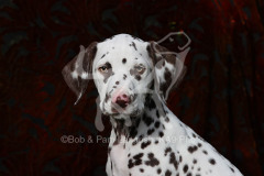 Dalmatian