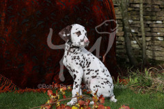 Dalmatian