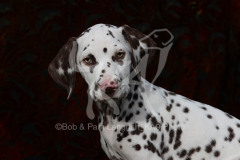 Dalmatian
