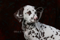 Dalmatian