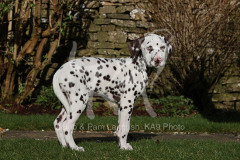 Dalmatian