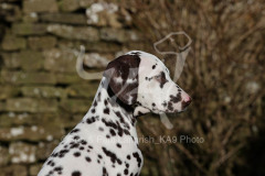 Dalmatian