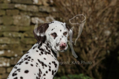 Dalmatian