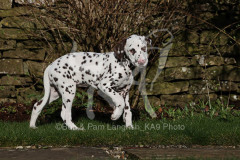 Dalmatian