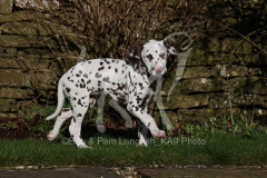 Dalmatian