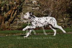 Dalmatian