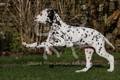 Dalmatian