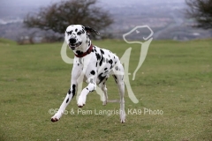 Dalmatian