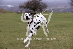 Dalmatian