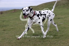 Dalmatian