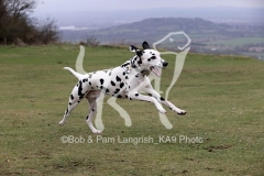 Dalmatian