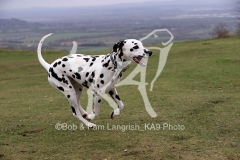 Dalmatian