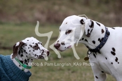Dalmatian