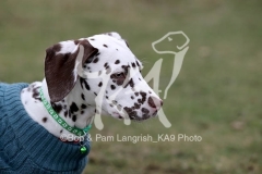 Dalmatian