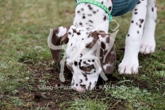 Dalmatian