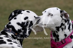 Dalmatian