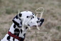 Dalmatian