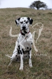 Dalmatian