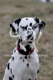 Dalmatian