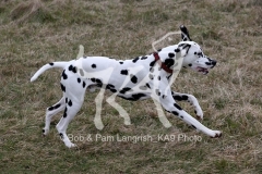 Dalmatian