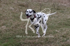 Dalmatian