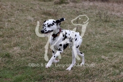 Dalmatian