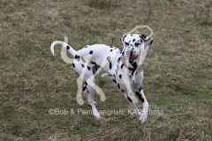 Dalmatian