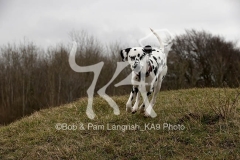 Dalmatian