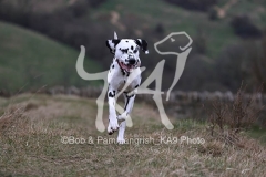 Dalmatian