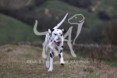 Dalmatian
