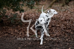 Dalmatian