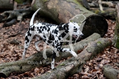 Dalmatian