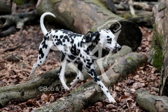 Dalmatian