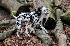 Dalmatian