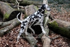 Dalmatian
