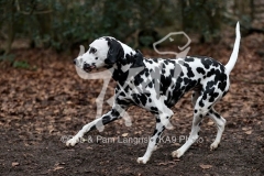 Dalmatian