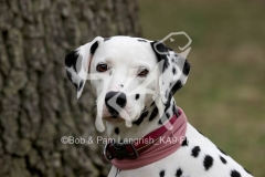 Dalmatian