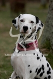 Dalmatian