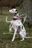 Dalmatian