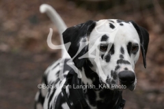 Dalmatian