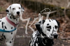 Dalmatian