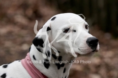 Dalmatian