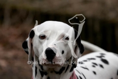 Dalmatian