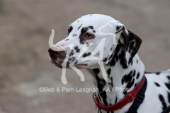 Dalmatian