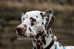 Dalmatian