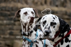 Dalmatian