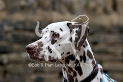Dalmatian
