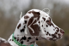 Dalmatian