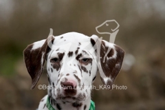 Dalmatian